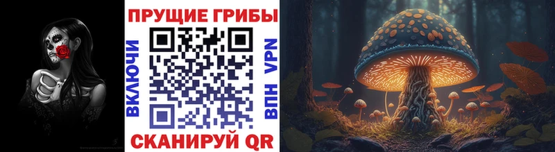 купить наркотик  Бабаево  Галлюциногенные грибы Psilocybe 